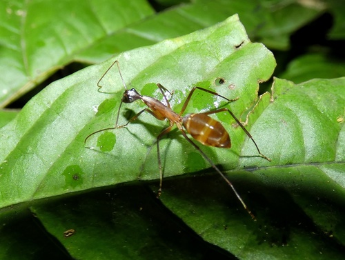 Camponotus ager