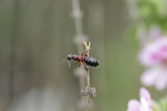 Hymenoptera