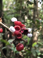 Doliocarpus