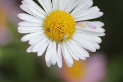 Tetrastichinae