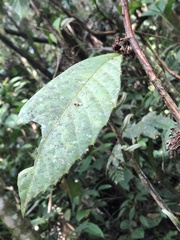 Doliocarpus