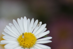 Tetrastichinae