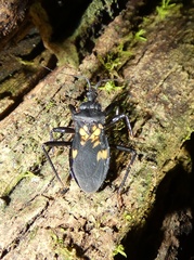 Leogorrus formicarius