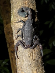 Tityus pachyurus