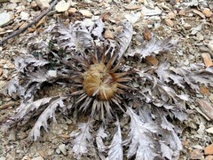 Carlina acanthifolia