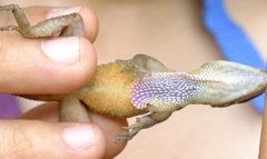 Anolis compressicauda
