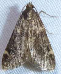 Aglossa electalis