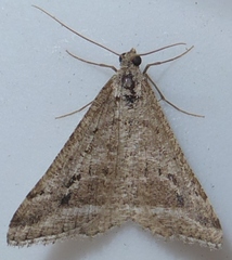 Digrammia nubiculata