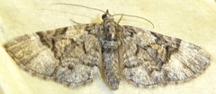 Eupithecia edna