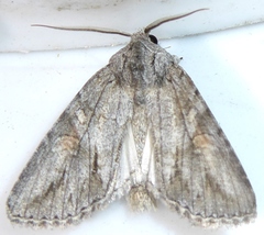 Andropolia diversilineata