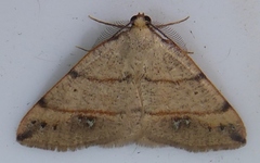 Drepanulatrix bifilata