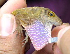 Anolis compressicauda