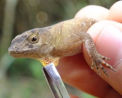 Anolis compressicauda