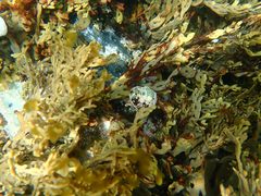 Xiphophora chondrophylla