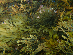 Xiphophora chondrophylla