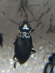 Nebria brevicollis