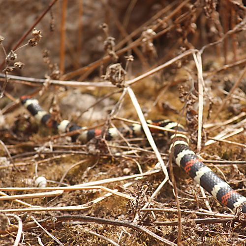 Desert Coralsnake