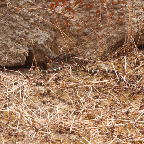 Desert Coralsnake