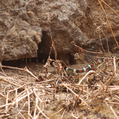 Desert Coralsnake