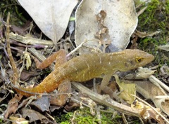 Anolis compressicauda