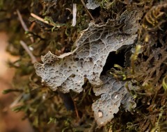 Lobaria anthraspis