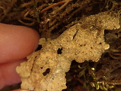 Lobaria anthraspis