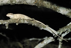 Anolis unilobatus