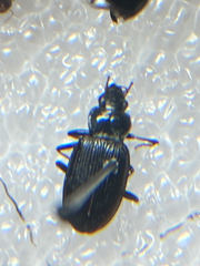 Nebria brevicollis