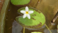 Nymphoides indica