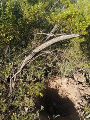 Peniocereus greggii greggii