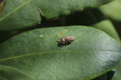 Salticidae