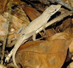 Anolis unilobatus