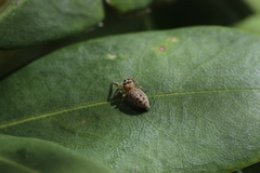 Salticidae