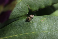 Salticidae