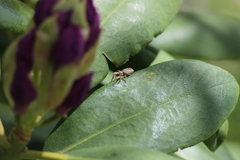 Salticidae