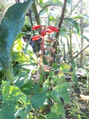 Salvia splendens