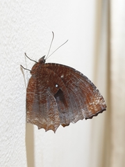 Elymnias hypermnestra