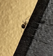 Steatoda