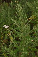 Axyris amaranthoides