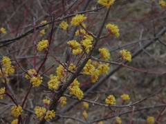 Cornus mas