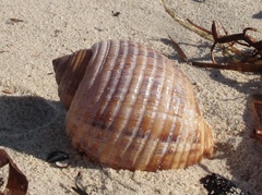 Tonna variegata