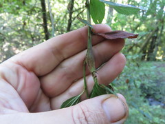 Periploca ceanothiella