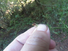 Periploca ceanothiella