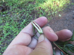 Periploca ceanothiella