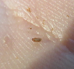 Periploca ceanothiella