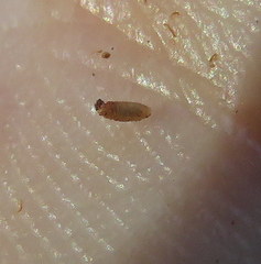 Periploca ceanothiella