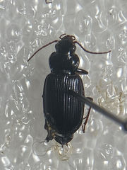 Nebria brevicollis