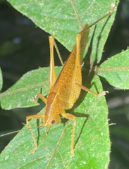 Subria