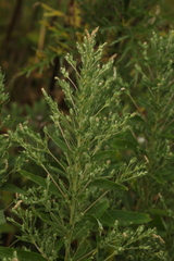 Axyris amaranthoides