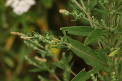 Axyris amaranthoides